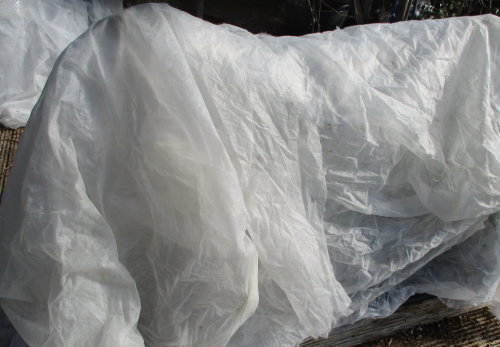 Maskotka plants in tubs on grow bag tray covered with 1 layer bubblewrap and 2 layers of fleece for frost protection Maskotka plants in tubs on grow bag tray covered with 1 layer bubblewrap and 2 layers of fleece for frost protection