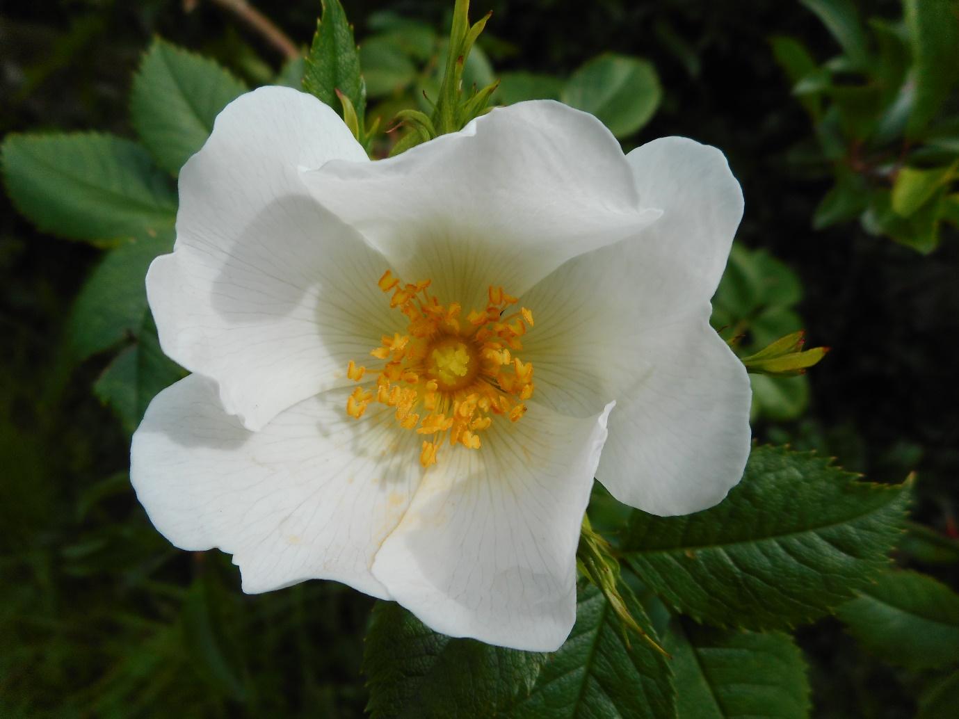 A white flower with yellow center

Description automatically generated