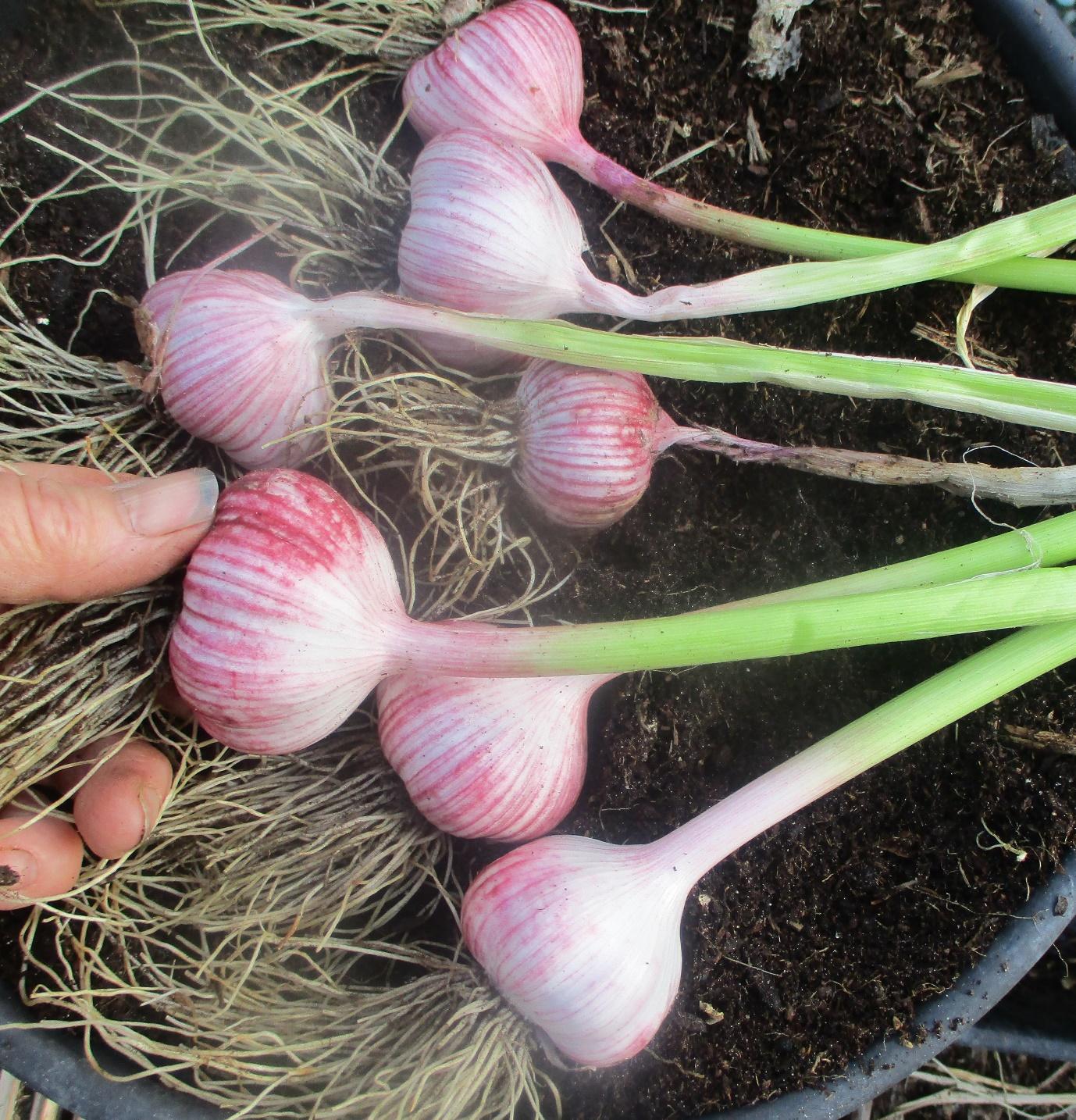 A close-up of garlic bulbs

Description automatically generated